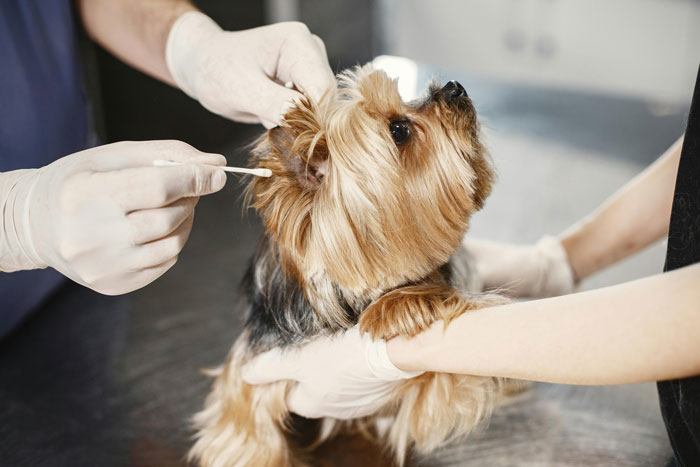dog getting ears cleaned by vet