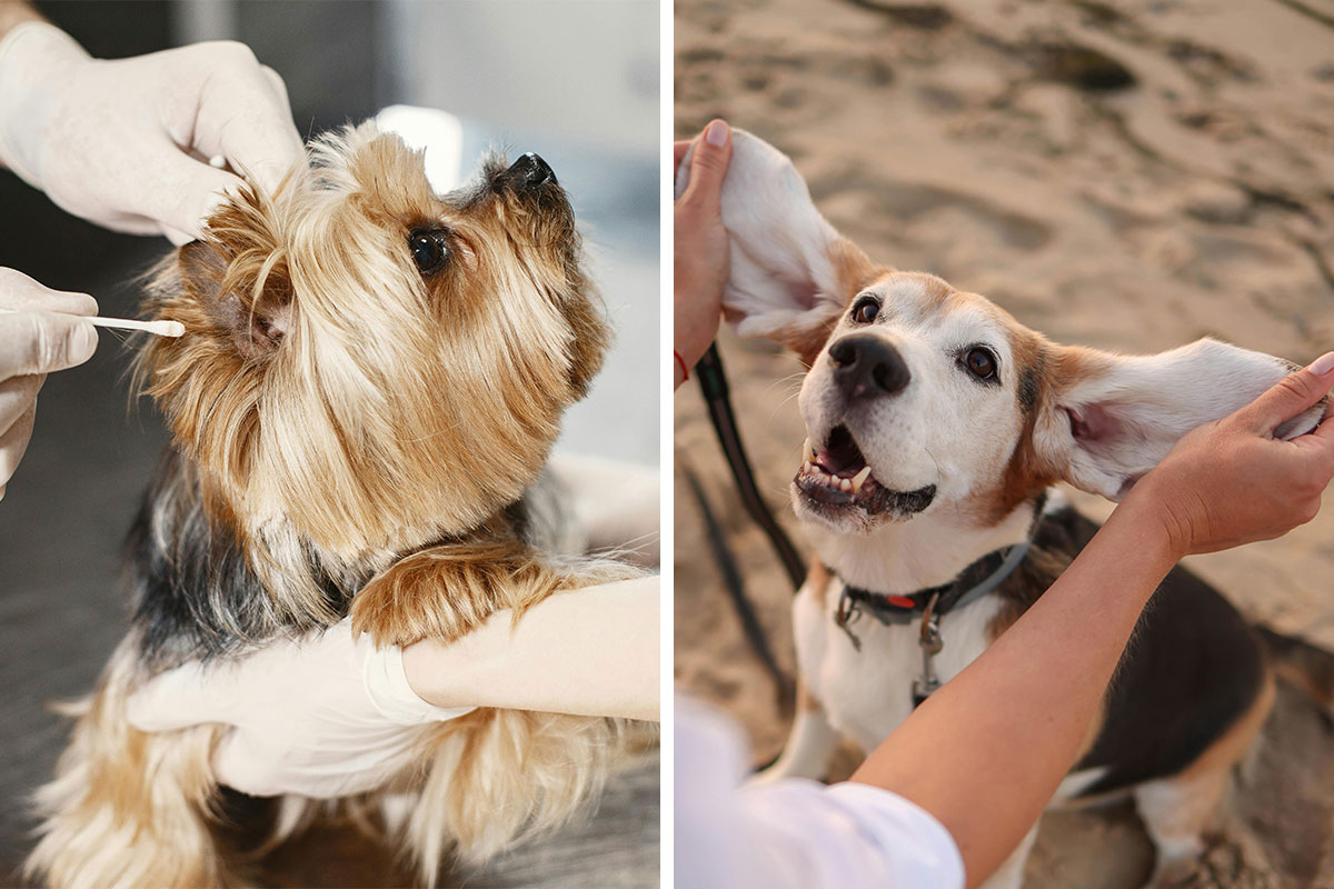 Cleaning Dog Ears at Home: Vet-Approved Steps