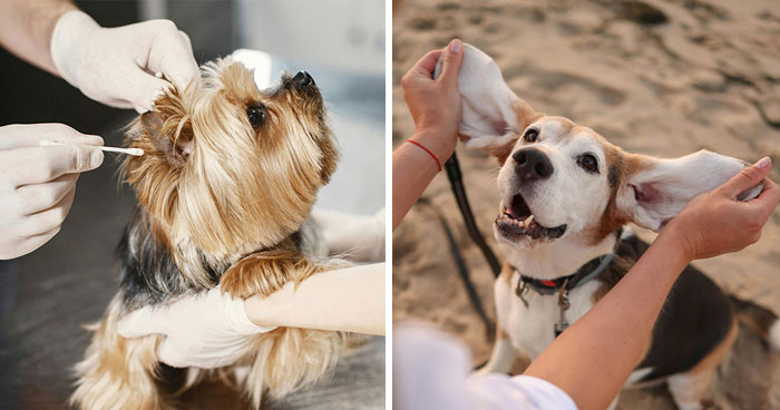 Step-by-Step Guide How To Clean Your Dog Ears at Home: Tips & Tricks