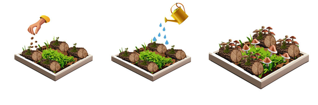 illustration of growing mushrooms on mulched bed