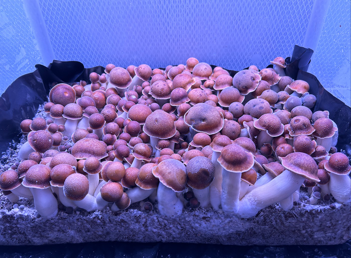 mushrooms in a tub under Led lights