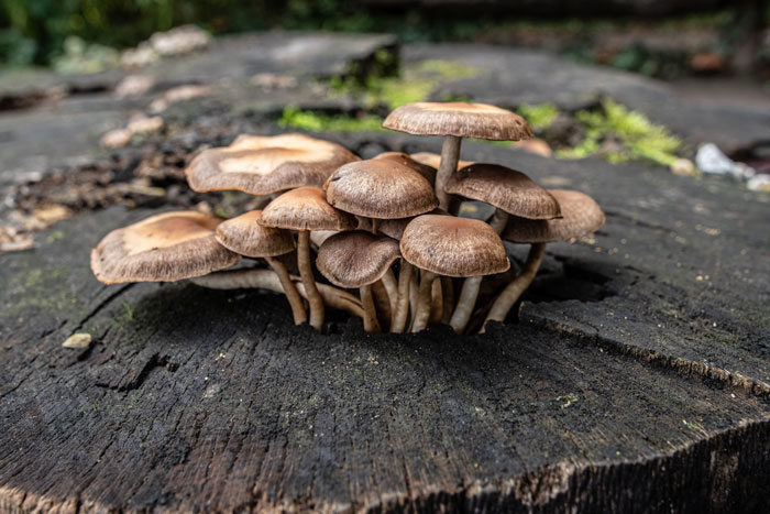 close up view of mushrooms growing up on the stump
