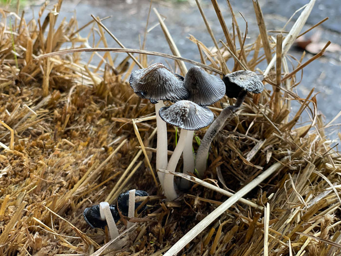 mushrooms growing on a straw barels