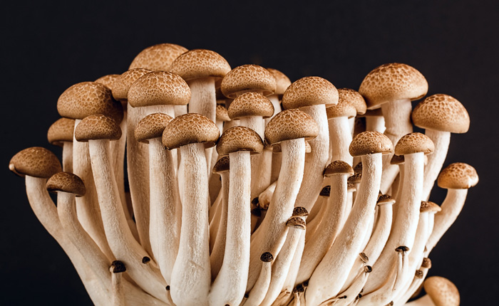 Close up view of brown mushrooms