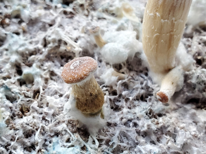 Mushroom in a white mold