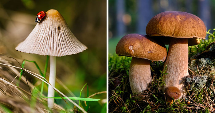 How to Grow Mushrooms at Home In 5 Easy Ways (Expert-Approved)