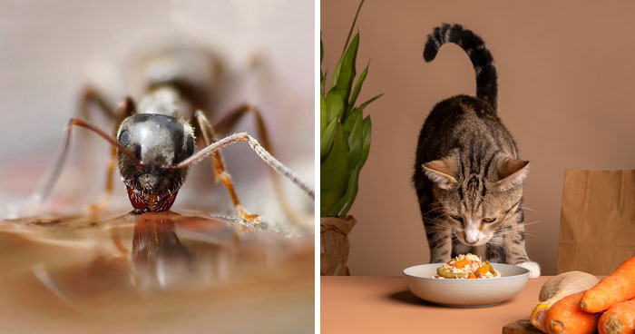 How to Keep Ants Out of Your Cat’s Food: 9 Effective Ways 