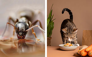 How to Keep Ants Out of Your Cat’s Food: 9 Effective Ways 