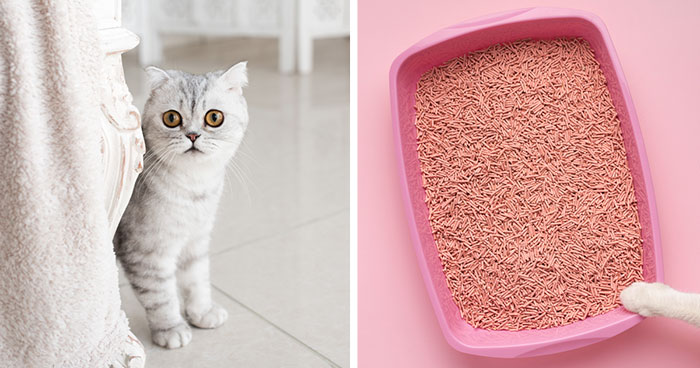 How to Train a Cat to Use a Litter Box: Easy Tips
