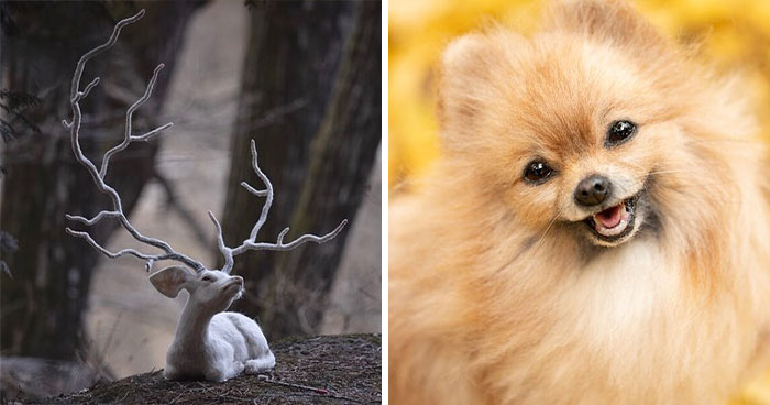 Artist Makes Hyper-Realistic Wool Animal Sculptures Through Needle Felting (18 Pics)