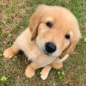 josuequintanilla avatar