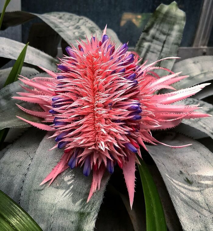 Fasciation Is A Common Occurrence In Plants But A Bromeliad Inflorescence Is A 1st For Me
