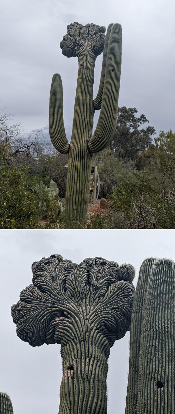 Fasciated Saguaro Specimen