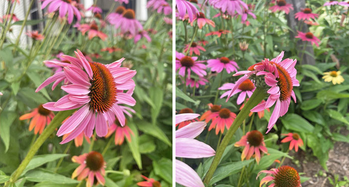 Fun Little Mutation In One Of My Coneflowers. Still Pretty And Quite Fun To Look At In The Front Yard