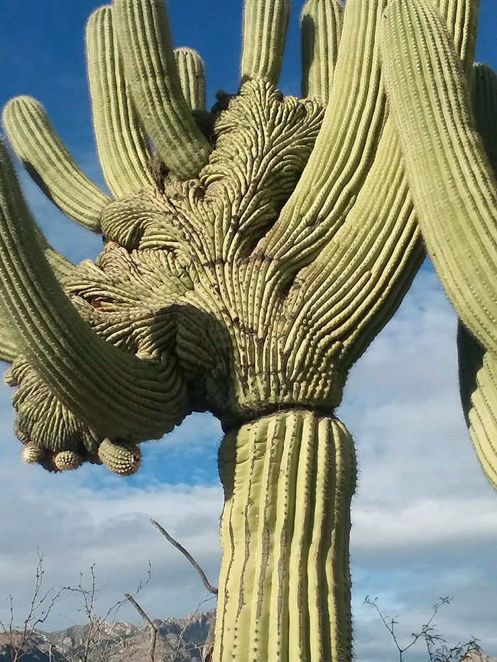On A Hike With My Dad At Sabino Canyon When We Saw This