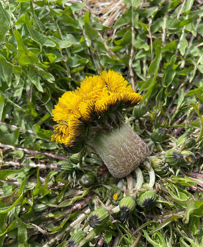 A Fasciated Dandelion