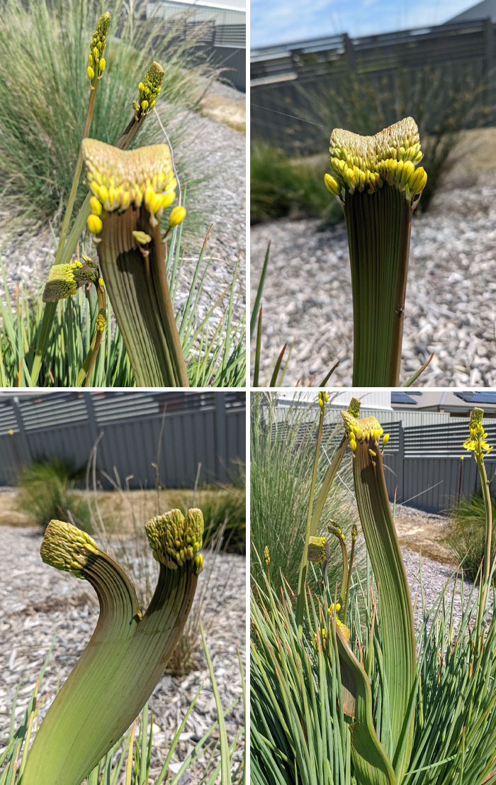 Check Out The Fasciation On This Bulbine Lily, It's Crazy Cool