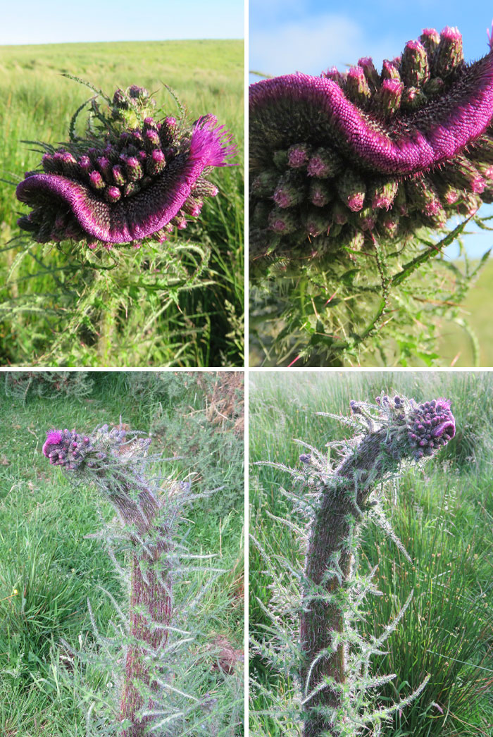Spectacular Example Of Plant Fasciation Seen In This Thistle. Flower Heads And Stems All Fused, Creating A Very Flattened Stem And Brilliant Looking Flower Head