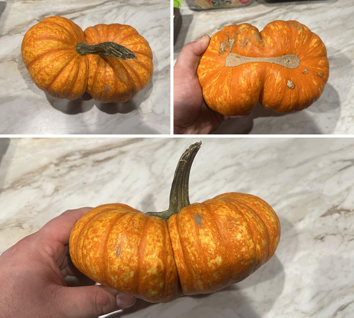 Weird Mutation In A Gourd. This Grew At A Local Pumpkin Patch And My Friend Who Works There Grabbed It For Me
