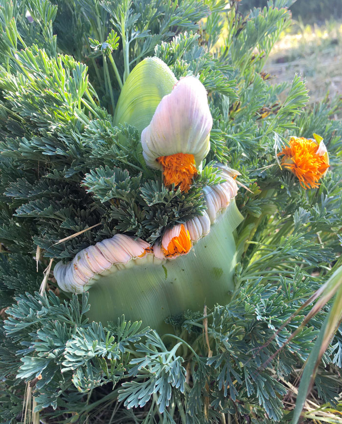 Fasciated California Poppy I Found At Work Today