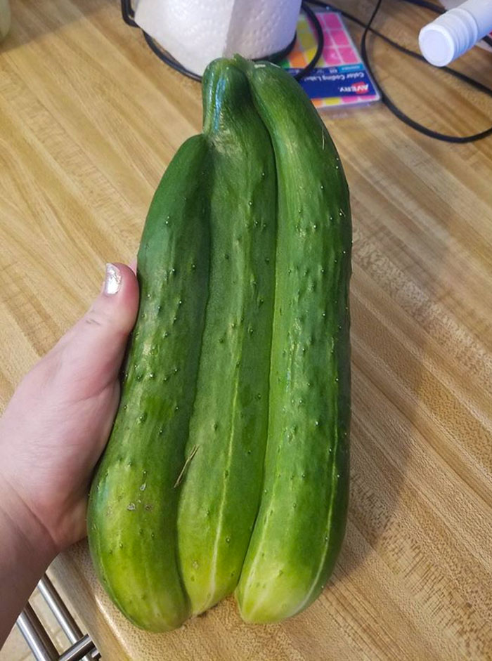 My Friend Grew This Fasciated Cucumber