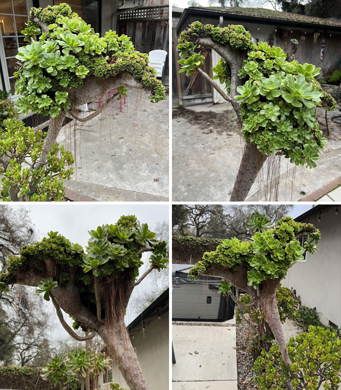 Crested Tree Houseleek