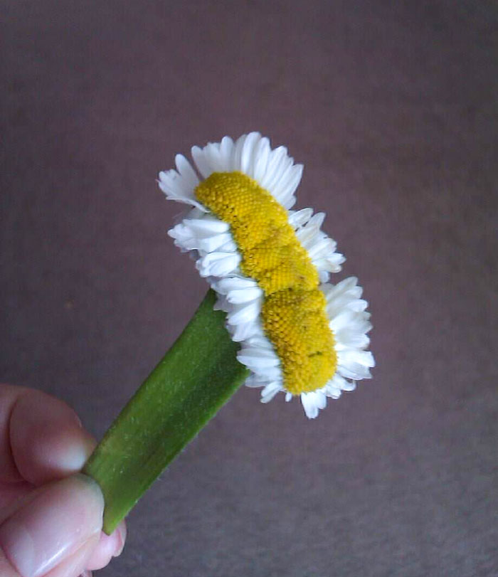 I Found A Mutated Daisy