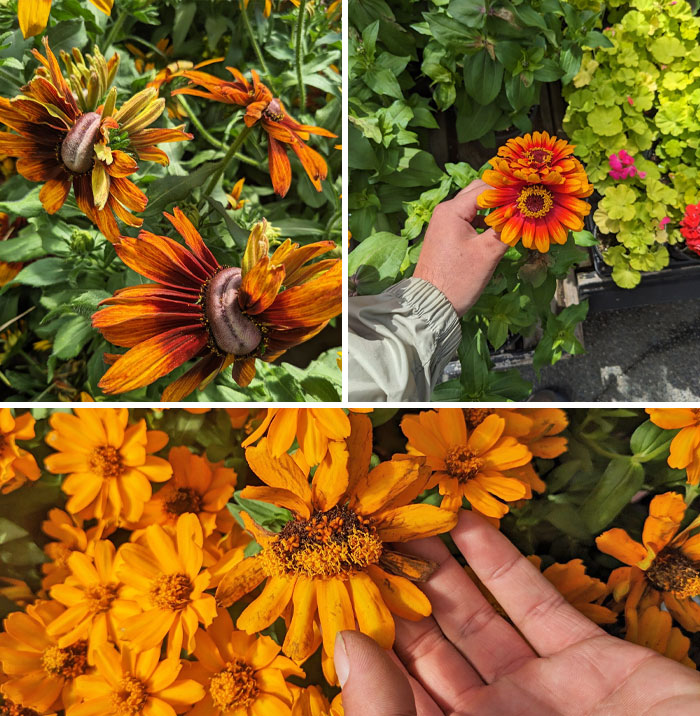 My Fasciation Collection