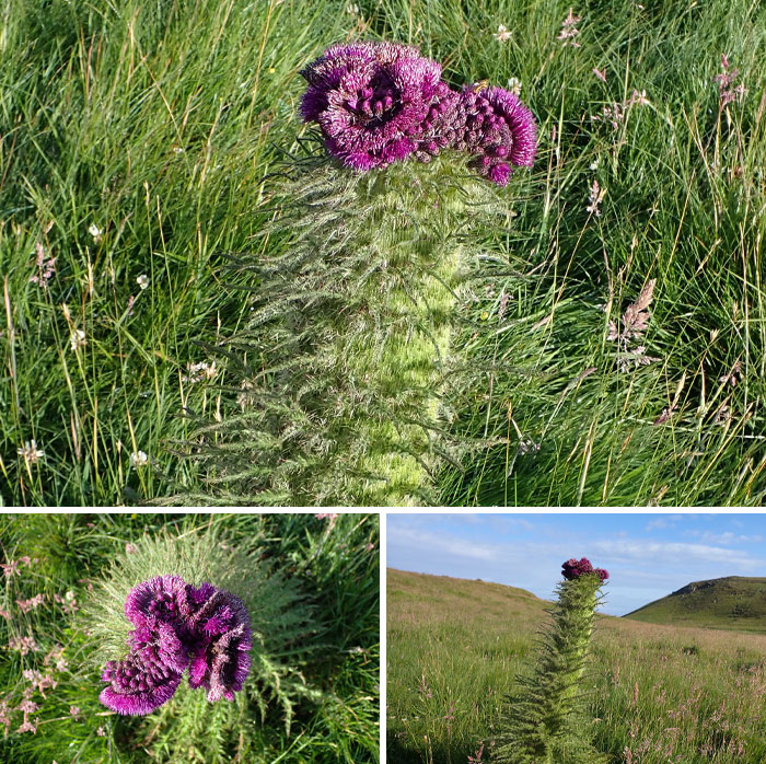 A Thrill To Find This Magnificent Mutant Looming Tall Over The Grassland At Kebble This Morning. For Some Reason, Marsh Thistles Seem Particularly Prone To Fasciation