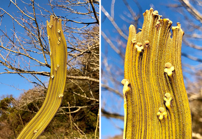 The Leaf Scars, Scattered Irregularly On The Stalks Of The Sandalwood Tree, Resemble A Clione Climbing A Waterfall