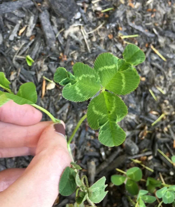 Mutation In Clovers