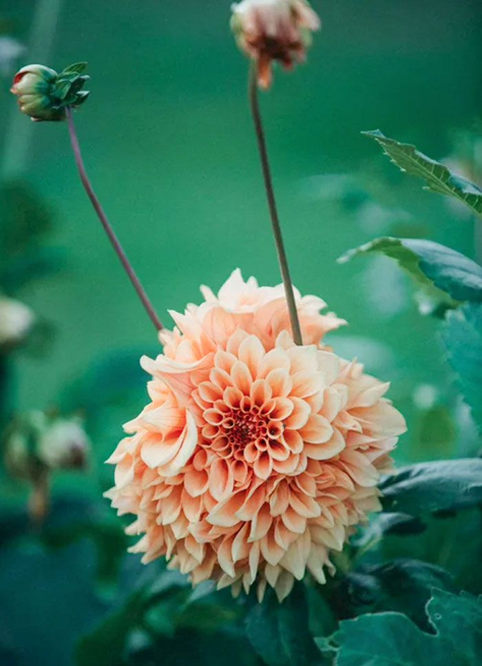 One Of My Dahlias Mutated And Grew About 5 Flower Heads On The Same Stem