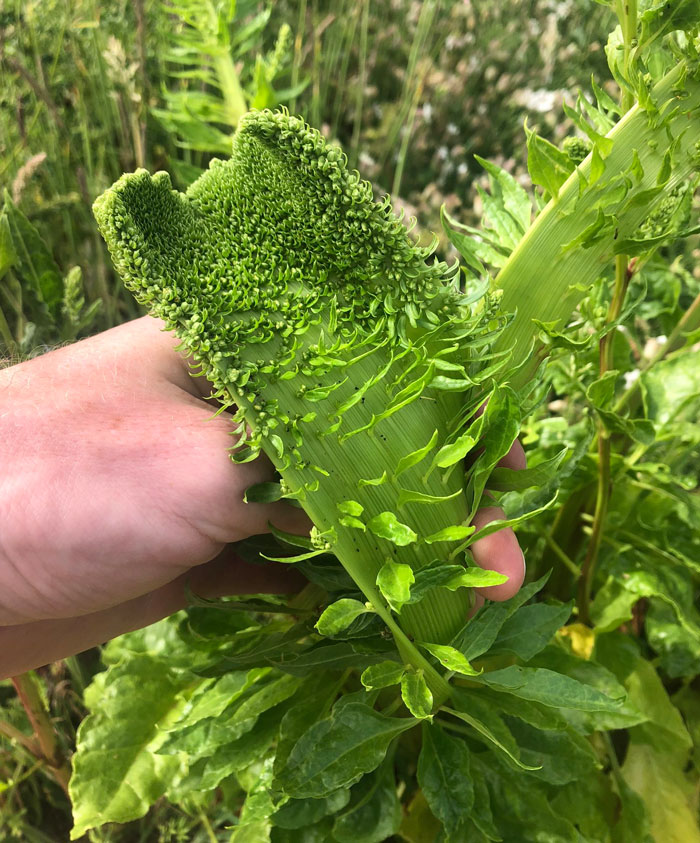 Sea Beet Throwing Some Funky Shapes On The Beach At Cley