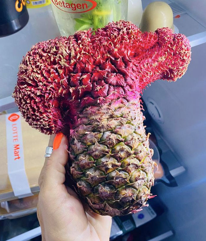 Too Much Pine, Not Enough Apple