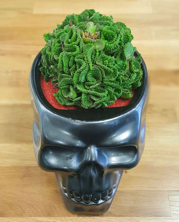 Skull Cookie Jar (With Holes Drilled) And Crested Euphorbia Flanaganii