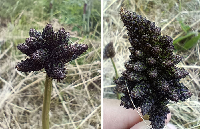 This Made Me Stop Today, Ribwort Plantain Seems To Excel In Goofiness