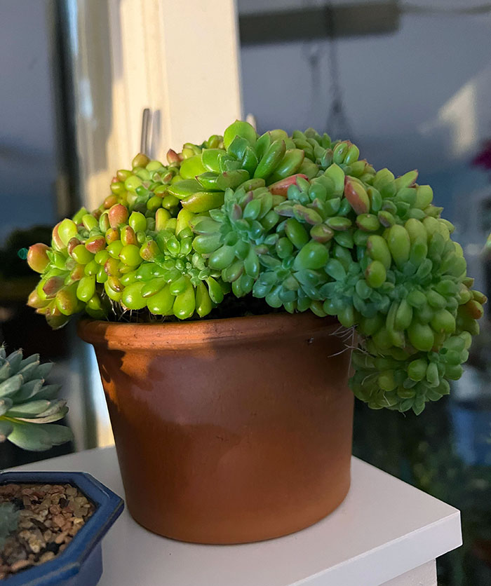 Crested Monster Is Spilling Over The Side Of The Pot