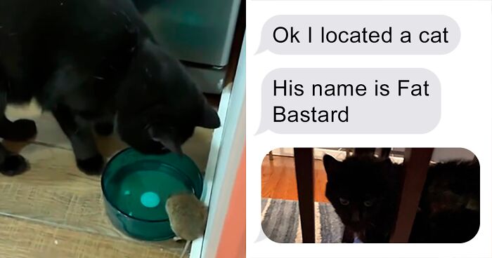 Woman Shares A Hilarious Conversation Between Her And Her Landlord Who Hired A Cat As Pest Control