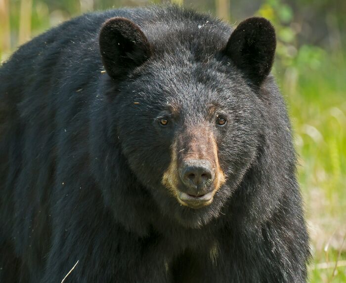 Picture of black grizzly bear