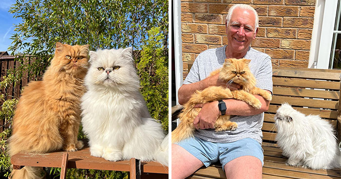 Creative Contribution To Bird Nest Construction, A Video Of These Cat Owners Donating Fur That Went Viral