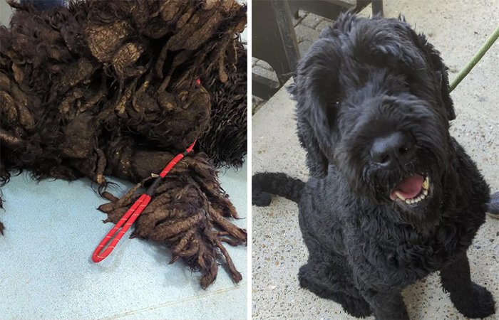 Barney The Dog Relieved After Rescuers Shave Off 7.8 Kg Of Matted Fur