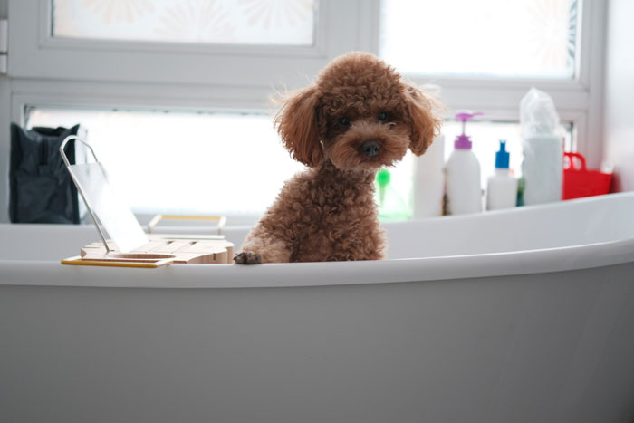 puddle puppy in the bath