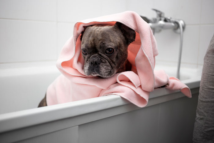 dog in a pink blanket in the bath