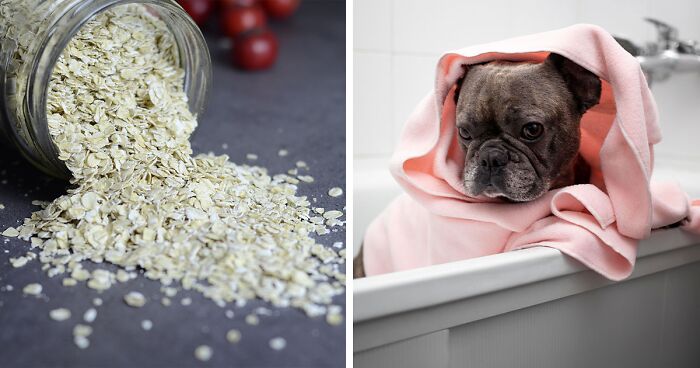 Oatmeal Bath for Dogs: A Step-by-Step Guide for Itchy Skin