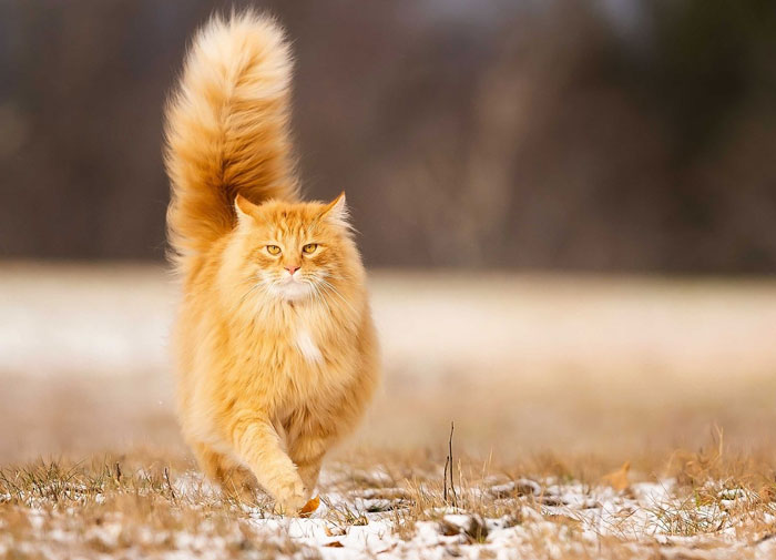 orange cat walking
