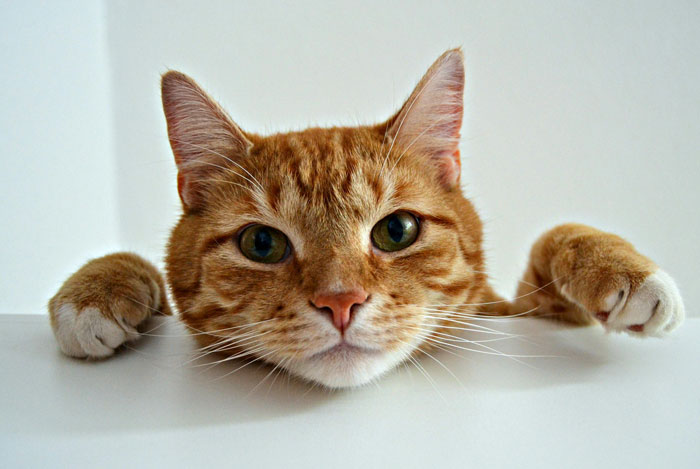 head and paws of an orange cat on the table