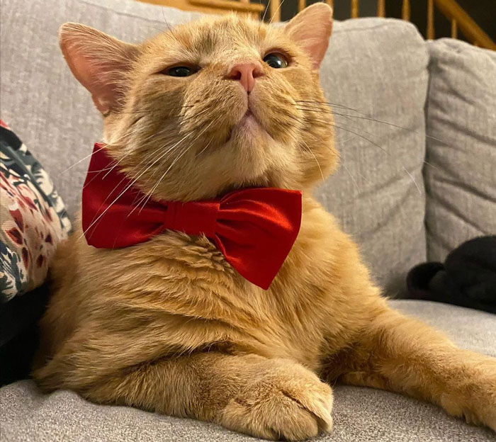 close up view of an orange cat with a red tie
