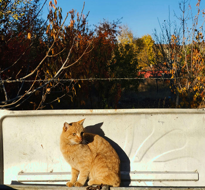 an orange cat sitting near the fence