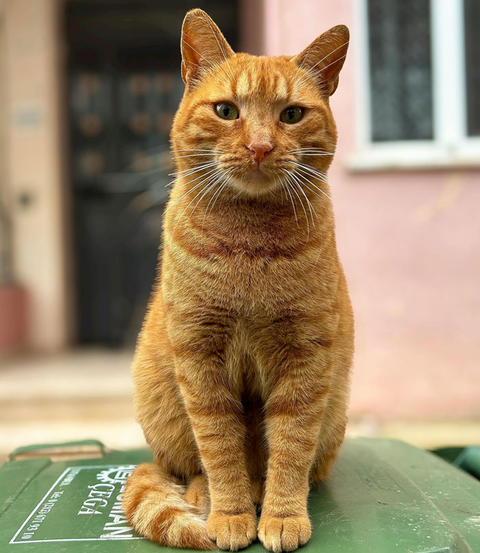 an orange cat sitting on a green trash bin