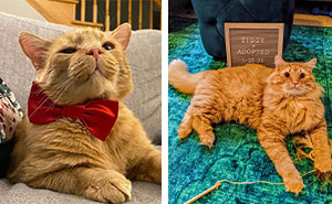 Orange Cat Behavior: What Does Science Tell Us